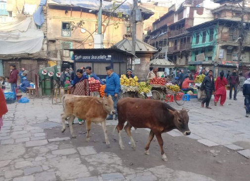 네팔  카트만두 바자 워킹 투어 솔직 후기 | 실사용자 리뷰 분석 - 대표 이미지