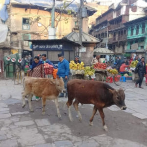 네팔  카트만두 바자 워킹 투어 솔직 후기 | 실사용자 리뷰 분석 - 상품 이미지 1