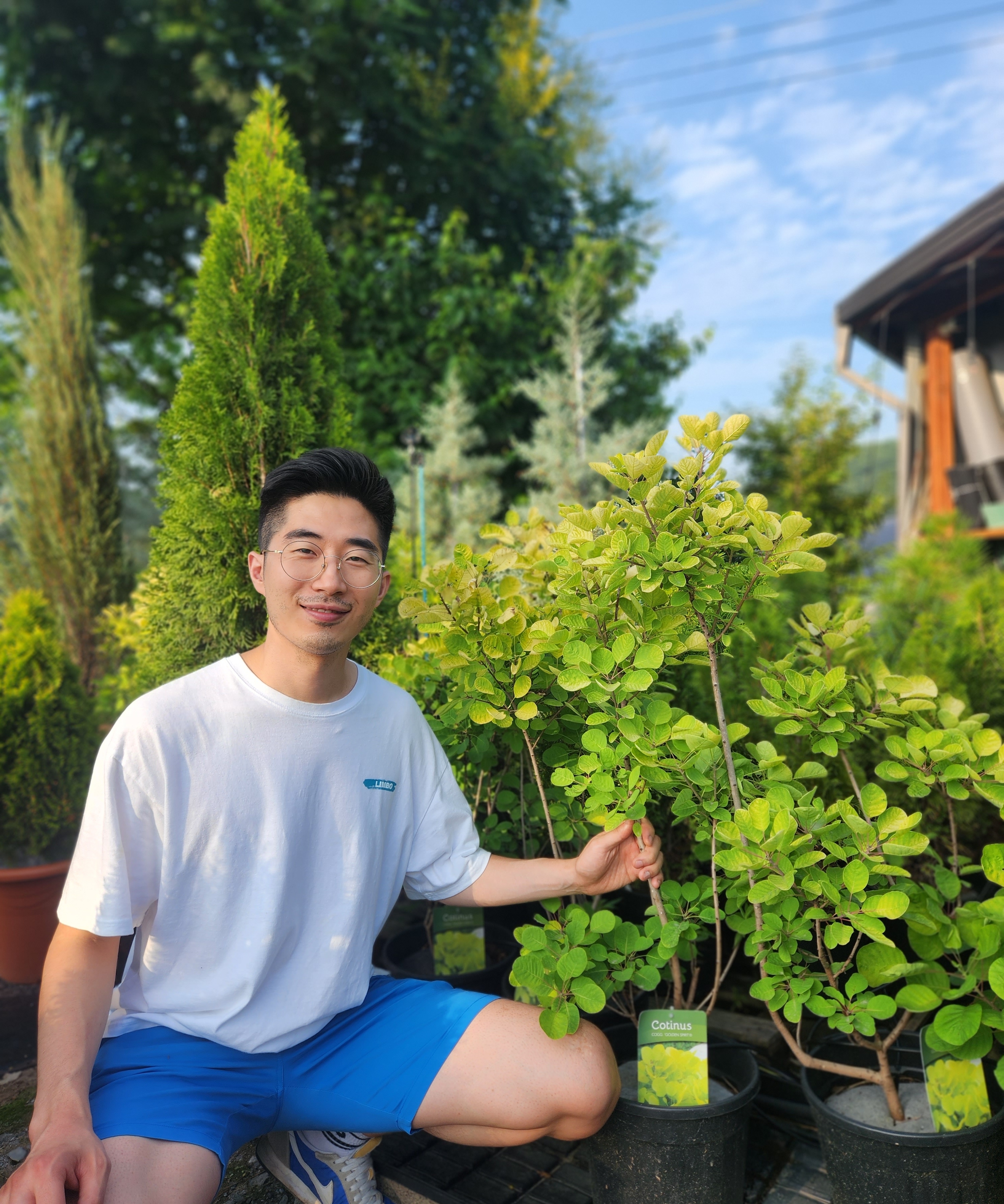 안개나무 영레이디 5치화분묘 - 상세 이미지 3