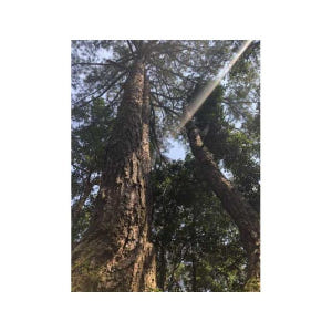 베트남 다낭 출발 바흐마 국립공원 트레킹 솔직 후기 | 실사용자 리뷰 분석 - 상품 이미지 3