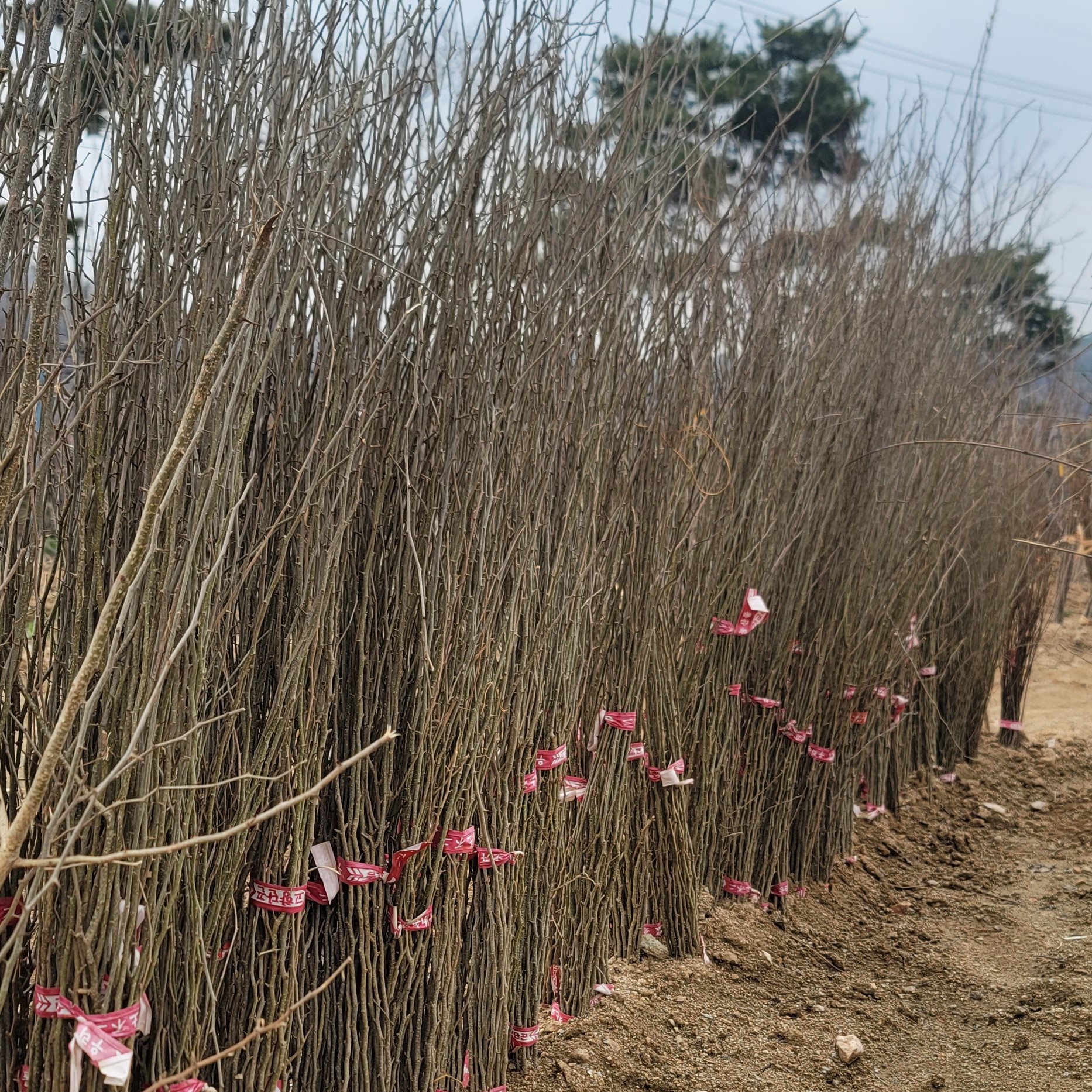 꾸지뽕나무 묘목 1년 2년 구지뽕 제품 이미지