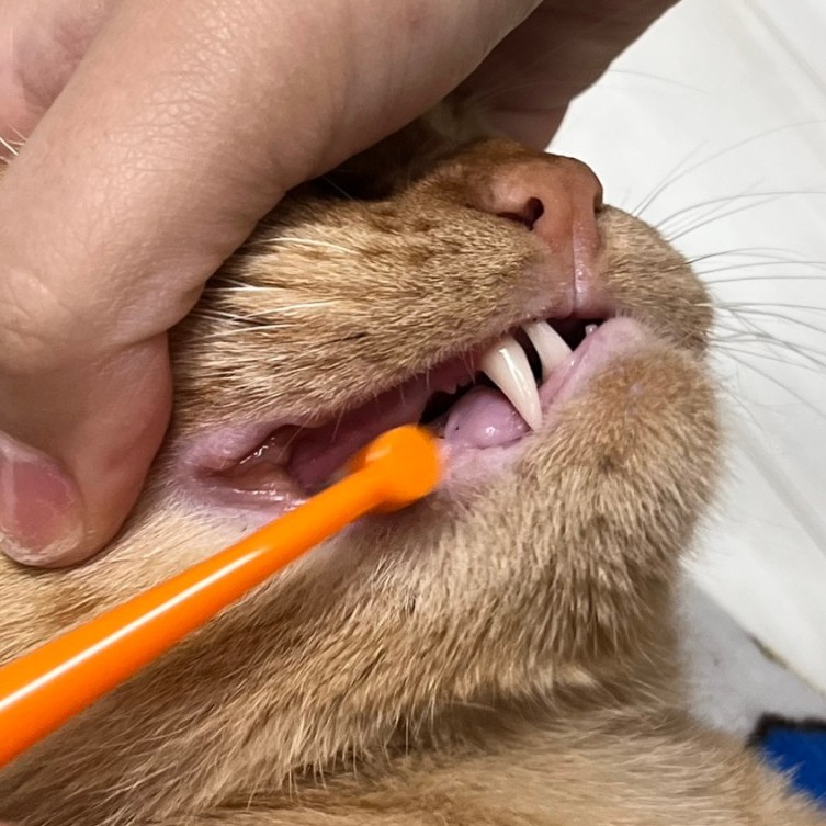 캣디피 덴탈 고양이 칫솔 CATDP 반려묘 양치질 양치 치석제거 입냄새 치석제거제 고양이전용칫솔