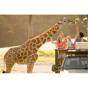 미국 플로리다 탬파 부쉬 가든스 탬파베이 (Busch Gardens Ta... 솔직 후기 | 실사용자 리뷰 분석 - 상품 이미지 4