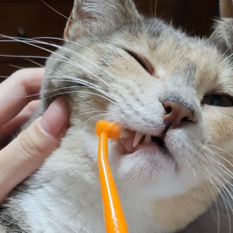 캣디피 덴탈 고양이 칫솔 CATDP 반려묘 양치질 양치 치석제거 입냄새 치석제거제 고양이전용칫솔