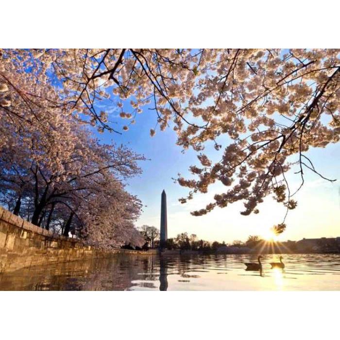 미국 워싱턴DC 벚꽃 투어 이미지 2