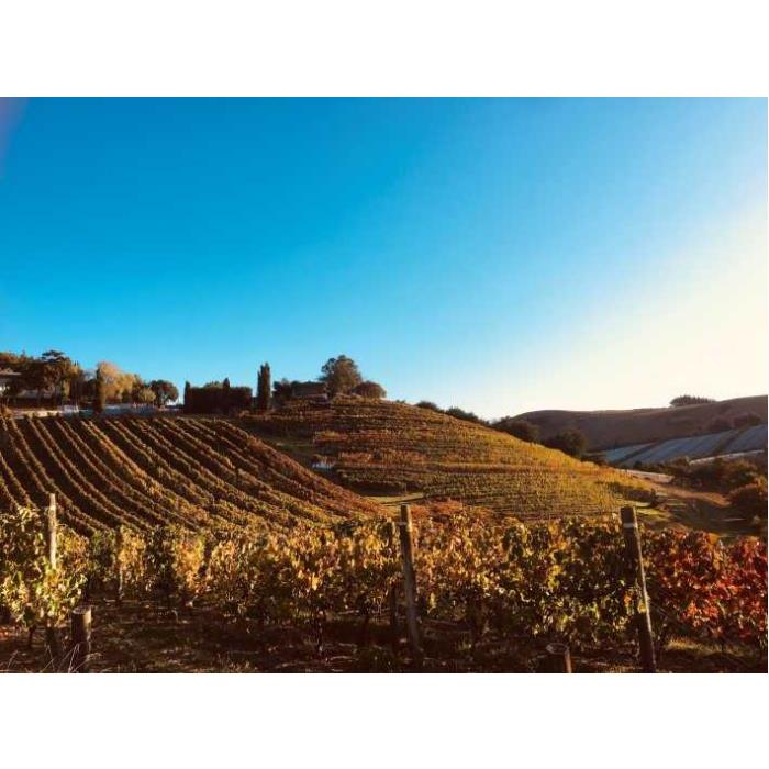 뉴질랜드 오클랜드 와이헤케 섬 맛보고 즐기는 플래터 & 디저트 투어 이미지 4