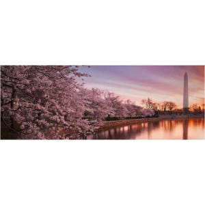 미국 워싱턴DC 벚꽃 투어 솔직 후기 | 실사용자 리뷰 분석 - 상품 이미지 1