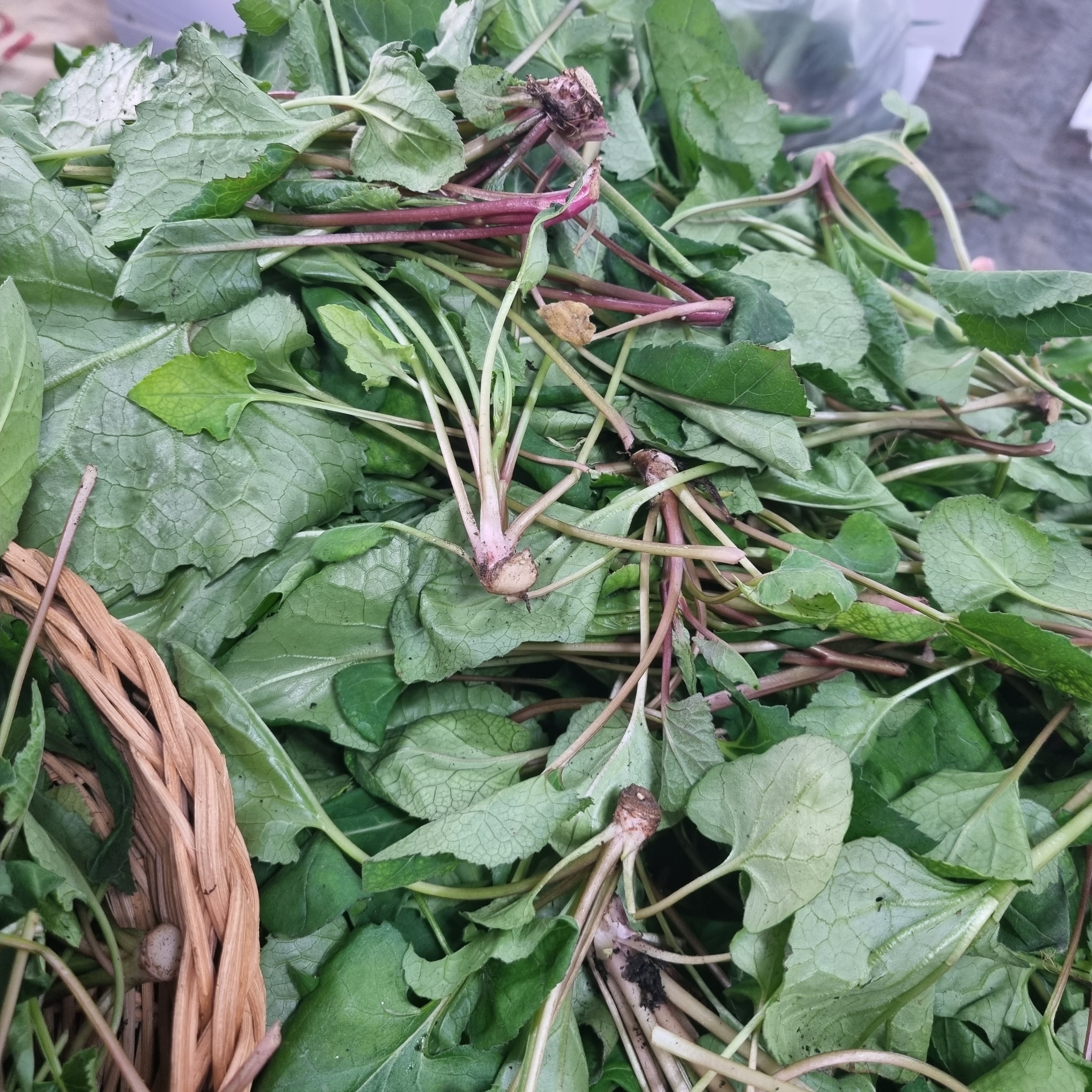 광양 생취나물 산나물 봄나물 냉동 취나물 노지 말린 건취나물 생취나물 500g - 상세 이미지 5
