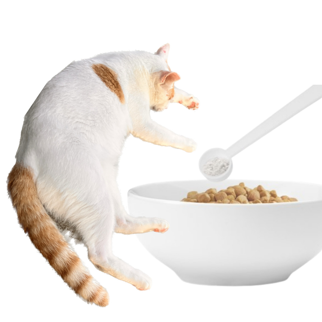 고양이 허피스약 항생제 엘라이신 70g