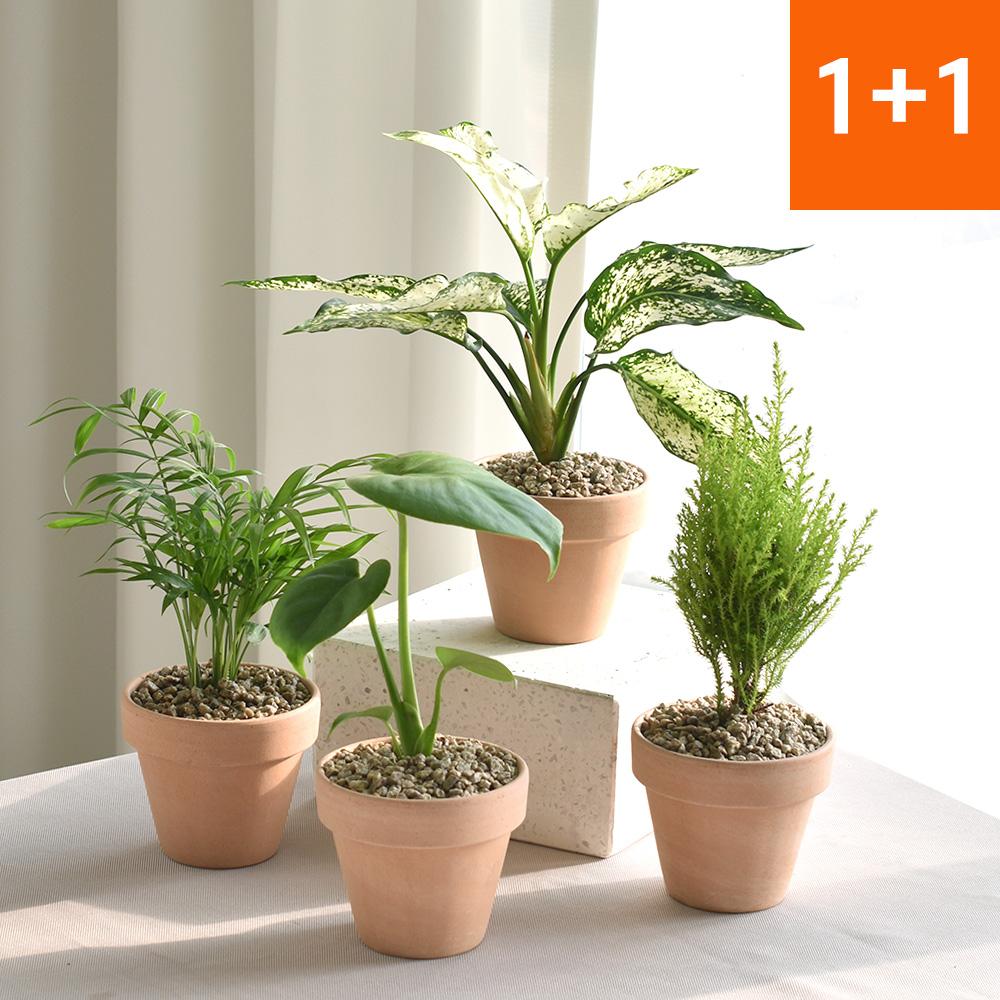 1+1 이태리토분 공기정화식물 마오리소포라 율마 몬스테라 유칼립투스 올리브나무