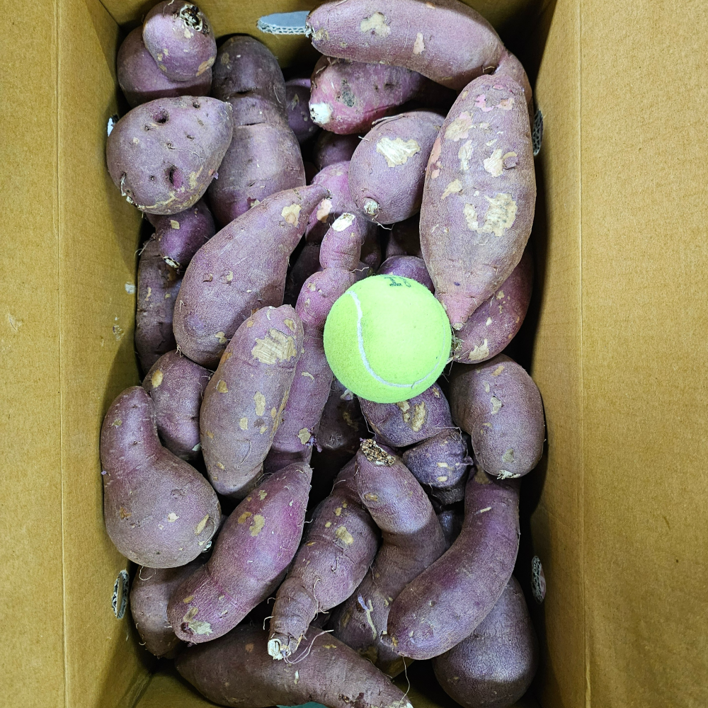 해뜨온 거산 찰랑(꿀밤)고구마 베니하루카 2kg 3kg - 상세 이미지 4