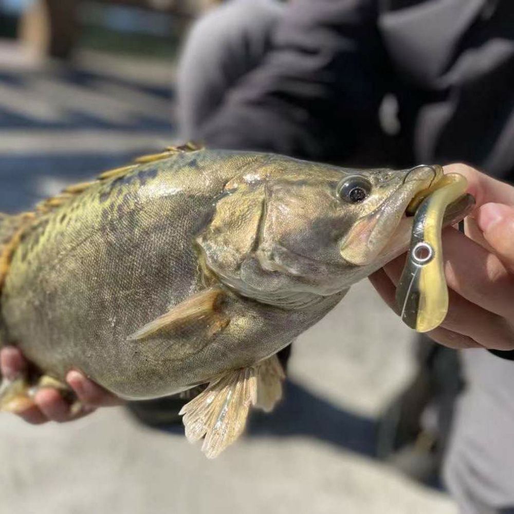 소프트 베이트 웜 배스 쏘가리 송어 루어 미끼 웜 6.7CM - 상세 이미지 5