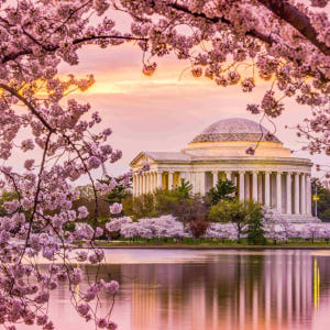 [2024 벚꽃축제] 미국 워싱턴 일일 투어 | 제퍼슨 기념관 & 이스트... 솔직 후기 | 실사용자 리뷰 분석 - 상품 이미지 3
