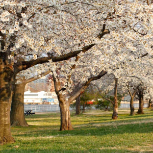 [2024 벚꽃축제] 미국 워싱턴 일일 투어 | 제퍼슨 기념관 & 이스트... 솔직 후기 | 실사용자 리뷰 분석 - 상품 이미지 2