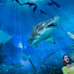 싱가포르 - 쿠알라룸푸르 & 선웨이 라군 버스 티켓 솔직 후기 | 실사용자 리뷰 분석 - 상품 이미지 2