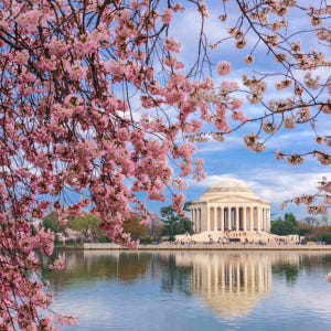 [2024 벚꽃축제] 미국 워싱턴 일일 투어 | 제퍼슨 기념관 & 이스트... 솔직 후기 | 실사용자 리뷰 분석 - 상품 이미지 1