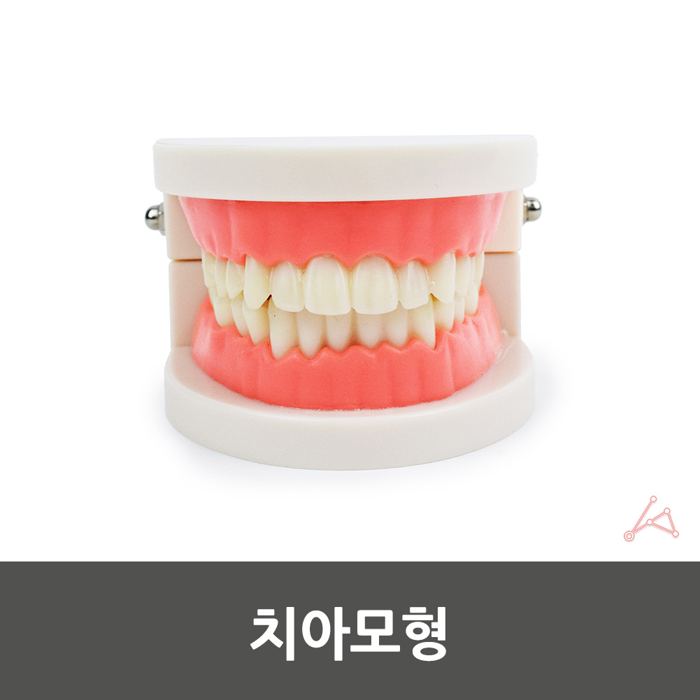 치아틀 입모형 모형이빨 양치교육 - 상세 이미지 4