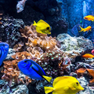 독일 베를린 씨 라이프 베를린 솔직 후기 | 실사용자 리뷰 분석 - 상품 이미지 4