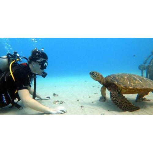 미국 하와이 오아후 섬 초보자를 위한 스쿠버 다이빙 강습