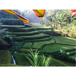 인도네시아 발리 반유말라 폭포 트레킹, 베두굴 및 베라탄 호수 투어 솔직 후기 | 실사용자 리뷰 분석 - 상품 이미지 3