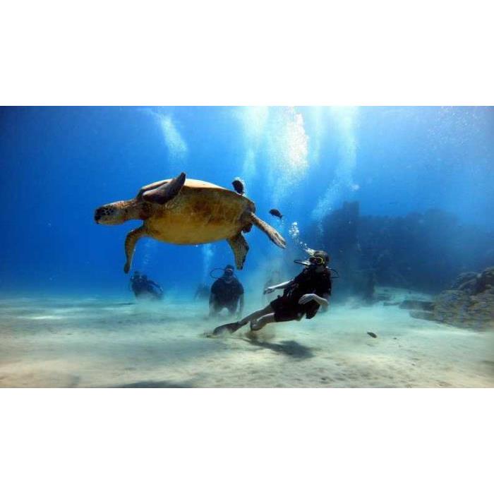 미국 하와이 오아후 섬 초보자를 위한 스쿠버 다이빙 강습 이미지 3