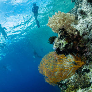 인도네시아 발리 멘장안섬 스노클링 반나절 투어 솔직 후기 | 실사용자 리뷰 분석 - 상품 이미지 2