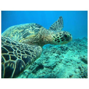 미국 하와이 오아후 호놀룰루 거북이 협곡 가이드 스노클링 어드벤처 투어 솔직 후기 | 실사용자 리뷰 분석 - 상품 이미지 1