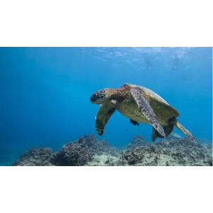 미국 하와이 오아후 호놀룰루 거북이 협곡 가이드 스노클링 어드벤처 투어 솔직 후기 | 실사용자 리뷰 분석 - 상품 이미지 2