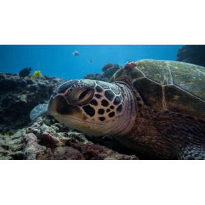 미국 하와이 오아후 호놀룰루 거북이 협곡 가이드 스노클링 어드벤처 투어 솔직 후기 | 실사용자 리뷰 분석 - 상품 이미지 4