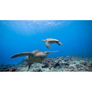 미국 하와이 오아후 호놀룰루 거북이 협곡 가이드 스노클링 어드벤처 투어 솔직 후기 | 실사용자 리뷰 분석 - 상품 이미지 3