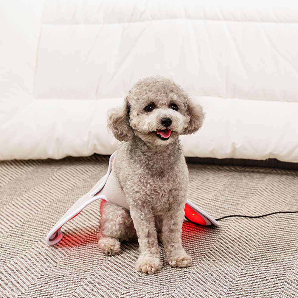 시리어스펫 슬개골 따땃망토 강아지 슬개골 고관절 탈구 근적외선 온열 찜질 조사기