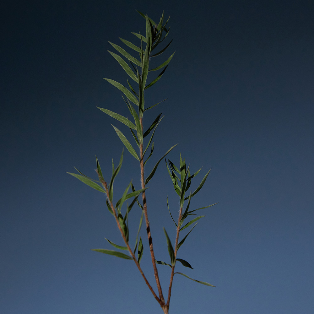 아로마티카 티트리 퓨리파잉 샴푸 750ML 대용량 탈모 기능성 지성 두피 쿨링
