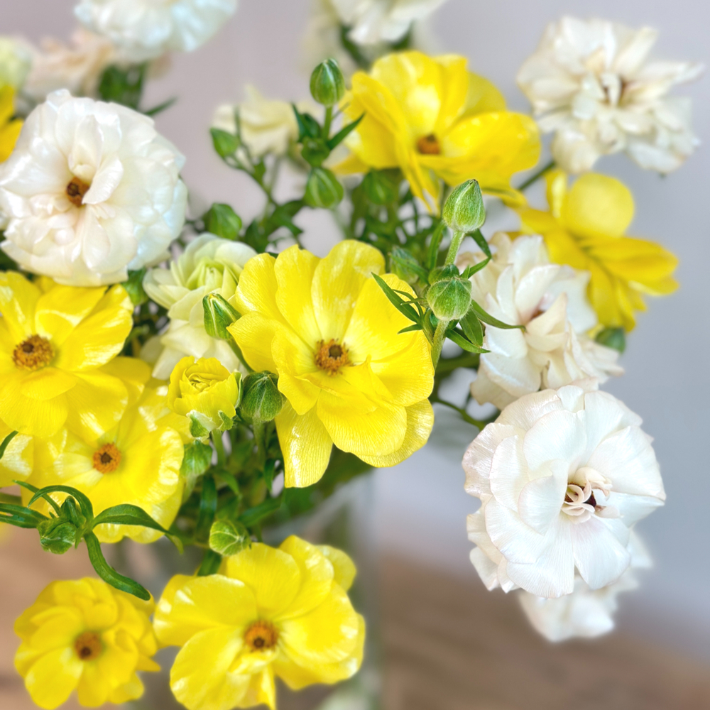 리틀캠든 버터플라이 라넌큘러스 생화 합리적인 온라인꽃집 이미지 2