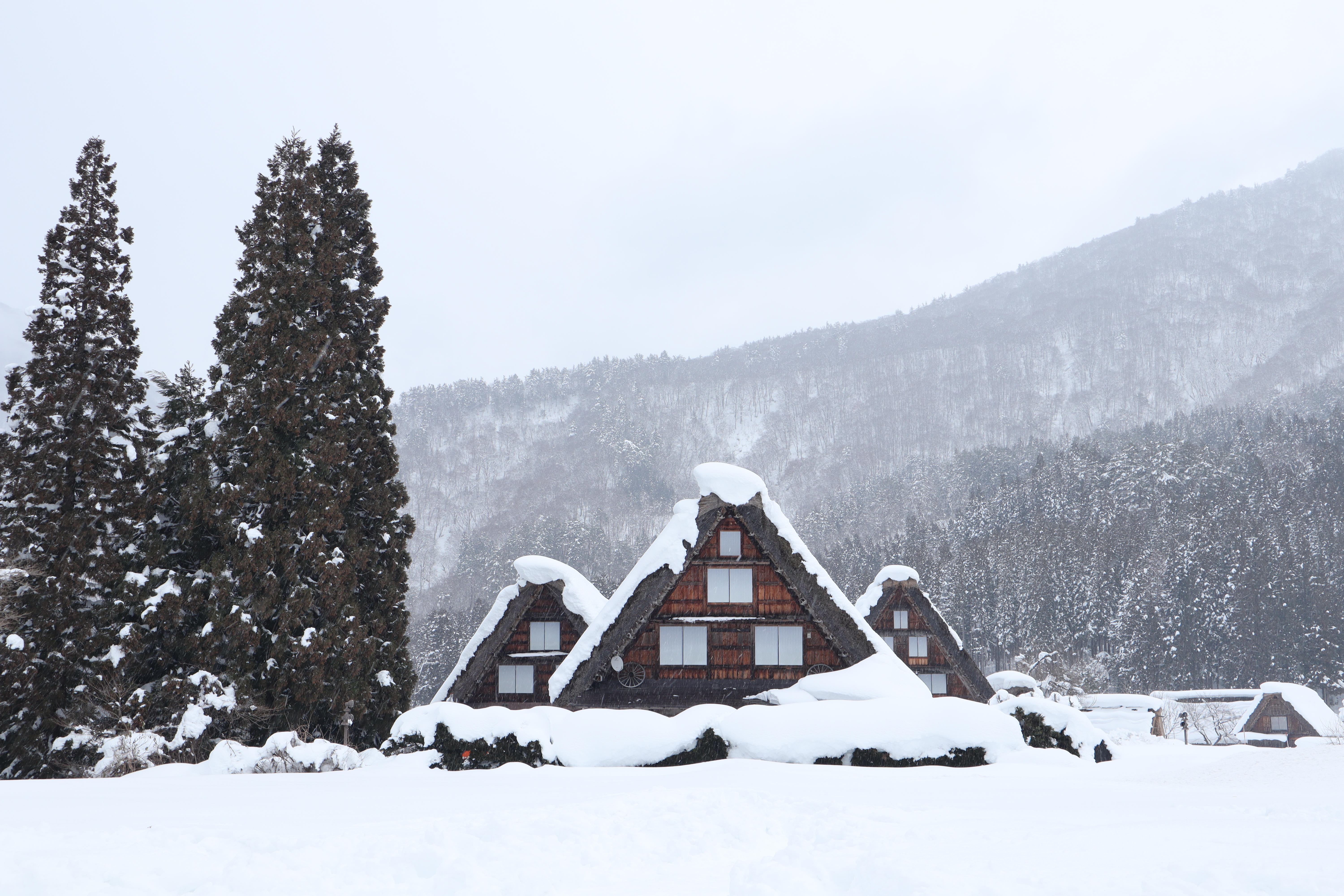 일본 나고야 출발! 시라카와고&히다다카야마(식사 없음・영어 대응 가능)