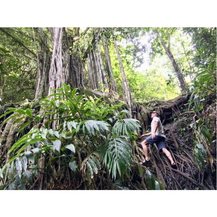 미국 하와이 마우이 정글과 폭포 하이킹 어드벤처 이미지 3