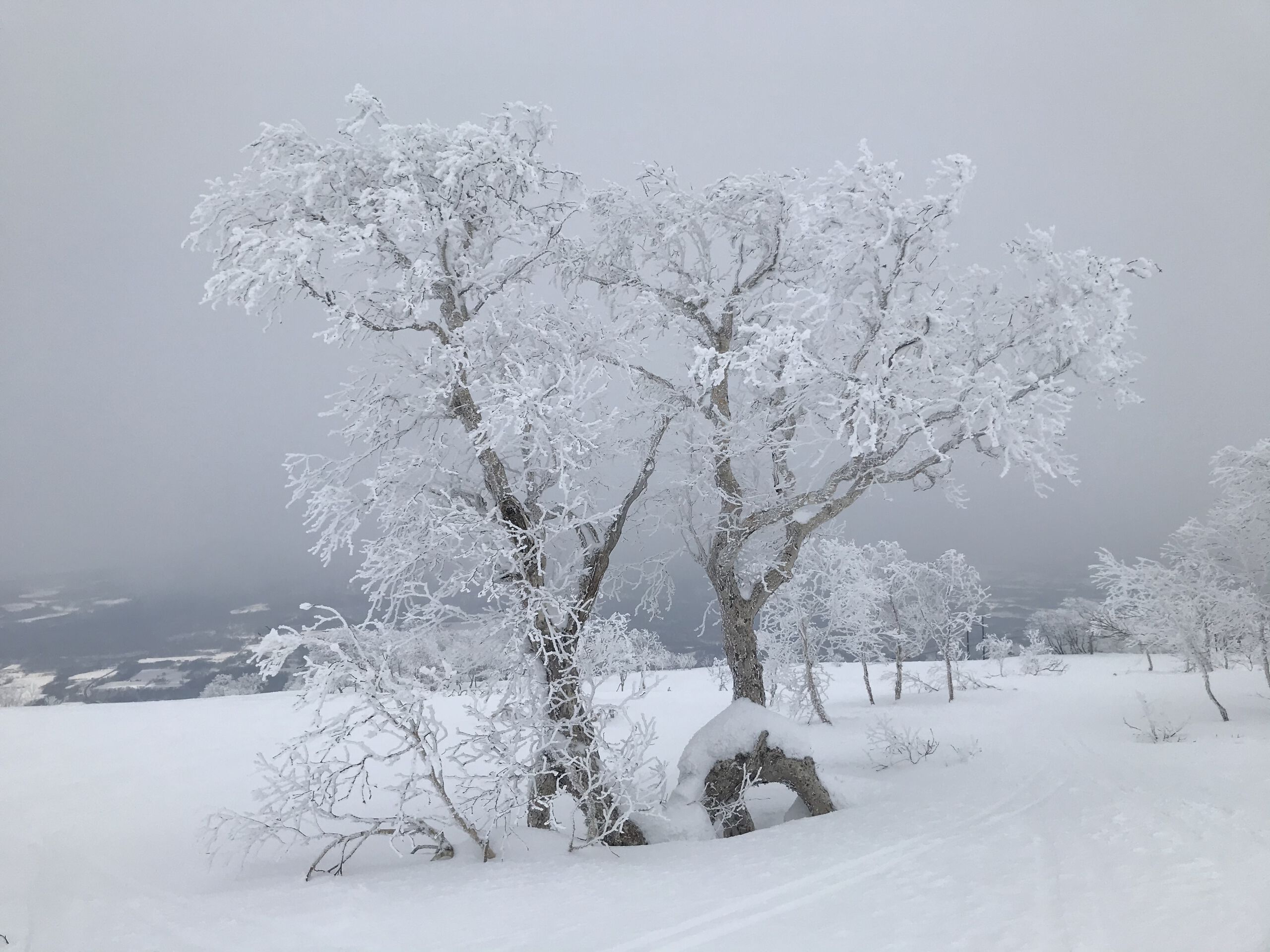 일본 홋카이도 리조트 라이너 루스츠⇒신치토세공항 스키 버스 솔직 후기 | 실사용자 리뷰 분석 - 대표 이미지