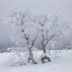 일본 홋카이도 리조트 라이너 루스츠⇒신치토세공항 스키 버스 솔직 후기 | 실사용자 리뷰 분석 - 상품 이미지 1