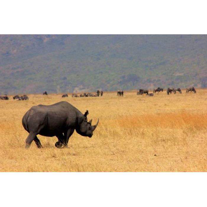 탄자니아 아루샤 타랑기레 & 응고롱고로 분화구 1박 2일 이미지 2