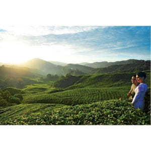 말레이시아 카메론 고원 가이드 투어 (쿠알라룸푸르 출발) 솔직 후기 | 실사용자 리뷰 분석 - 상품 이미지 1