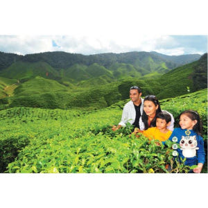 말레이시아 카메론 고원 가이드 투어 (쿠알라룸푸르 출발) 솔직 후기 | 실사용자 리뷰 분석 - 상품 이미지 2