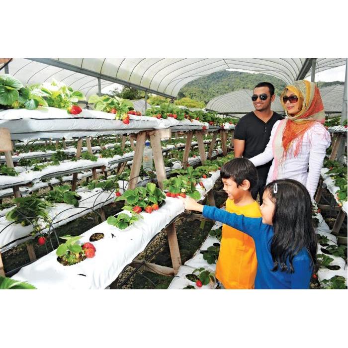 말레이시아 카메론 고원 가이드 투어 (쿠알라룸푸르 출발) 이미지 4