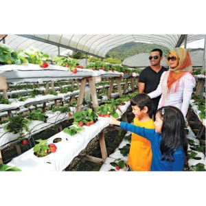 말레이시아 카메론 고원 가이드 투어 (쿠알라룸푸르 출발) 솔직 후기 | 실사용자 리뷰 분석 - 상품 이미지 4