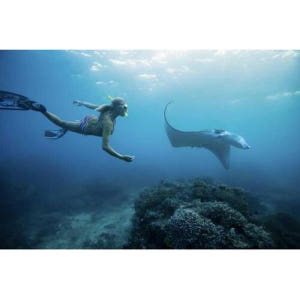 인도네시아 발리 출발 누사 페니다에서 쥐가오리와 함께 수영하기 솔직 후기 | 실사용자 리뷰 분석 - 상품 이미지 1