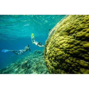 인도네시아 발리 출발 누사 페니다에서 쥐가오리와 함께 수영하기 솔직 후기 | 실사용자 리뷰 분석 - 상품 이미지 4