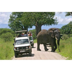 탄자니아 아루샤 타랑기레 & 응고롱고로 분화구 1박 2일 솔직 후기 | 실사용자 리뷰 분석 - 상품 이미지 1