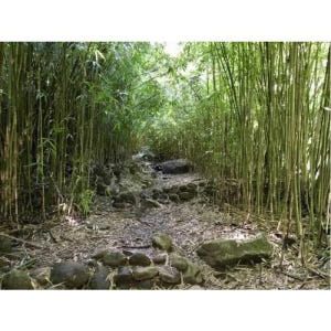 미국 하와이 마우이 정글과 폭포 하이킹 어드벤처 솔직 후기 | 실사용자 리뷰 분석 - 상품 이미지 1