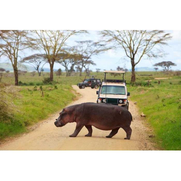 탄자니아 아루샤 타랑기레 & 응고롱고로 분화구 1박 2일 이미지 4