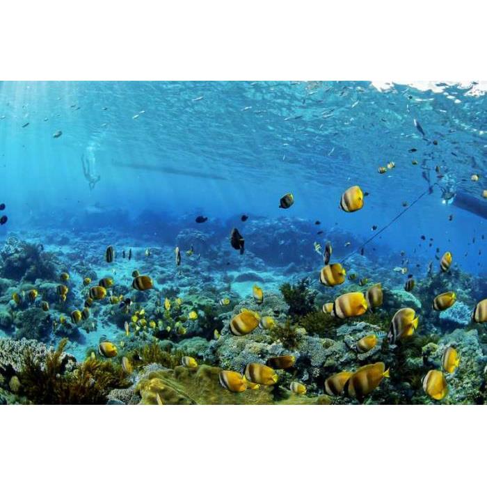 인도네시아 발리 출발 누사 페니다에서 쥐가오리와 함께 수영하기 이미지 2