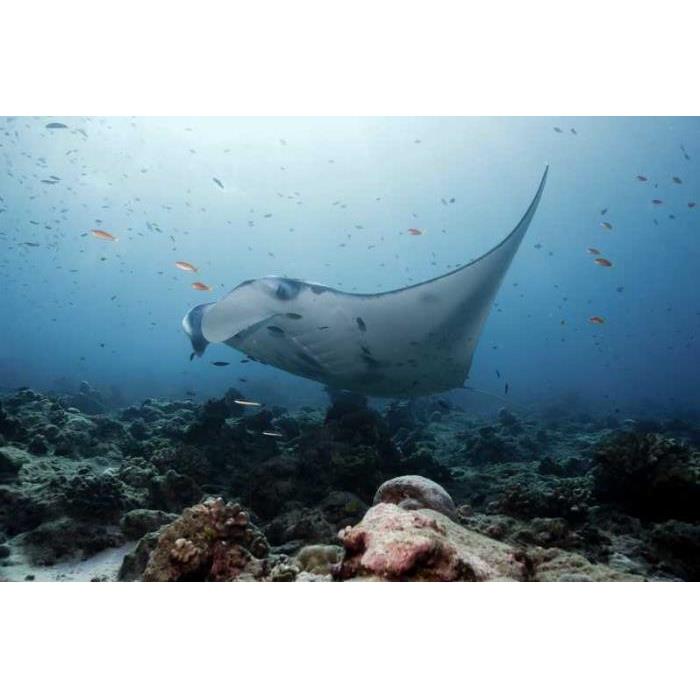 인도네시아 발리 출발 누사 페니다에서 쥐가오리와 함께 수영하기 이미지 3