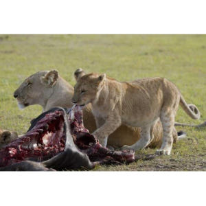 탄자니아 아루샤 타랑기레 & 응고롱고로 분화구 1박 2일 솔직 후기 | 실사용자 리뷰 분석 - 상품 이미지 3